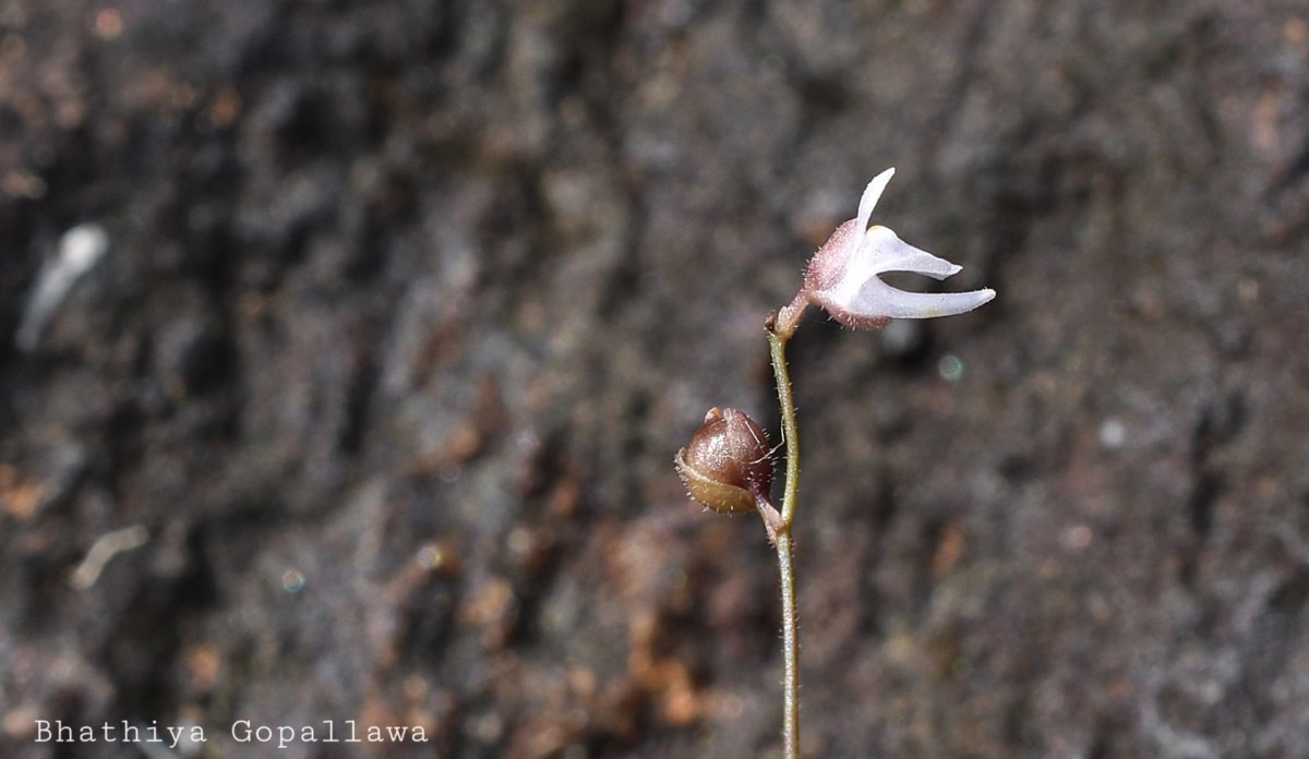 Utricularia caerulea L.